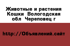 Животные и растения Кошки. Вологодская обл.,Череповец г.